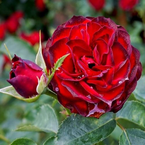 Rosa  A pesti srácok emléke - bordová - Stromkové růže, květy kvetou ve skupinkách - stromková růže s keřovitým tvarem koruny